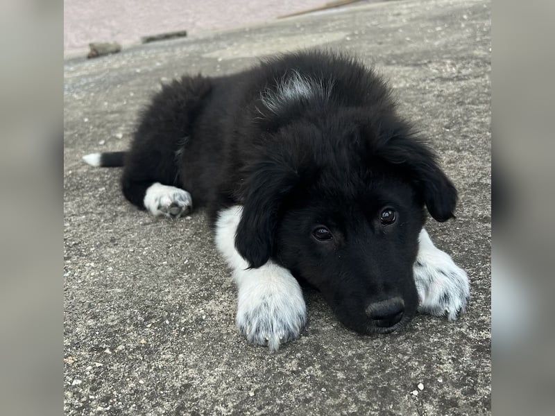 Baron, geb. ca. 12/2023, lebt in GRIECHENLAND, auf einem Gelände, Hunde werden notdürftig versorgt