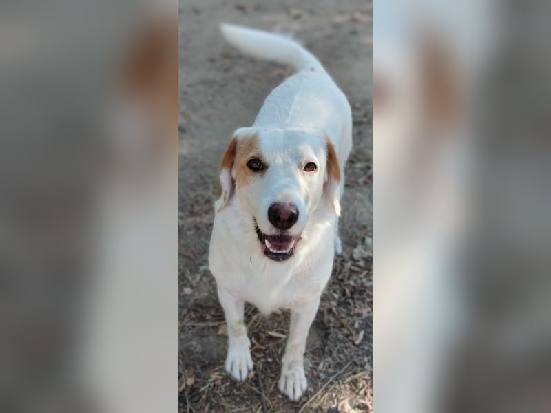 Stelle, geb. ca. 11/2021, lebt in GRIECHENLAND, auf einer privaten Pflegestelle