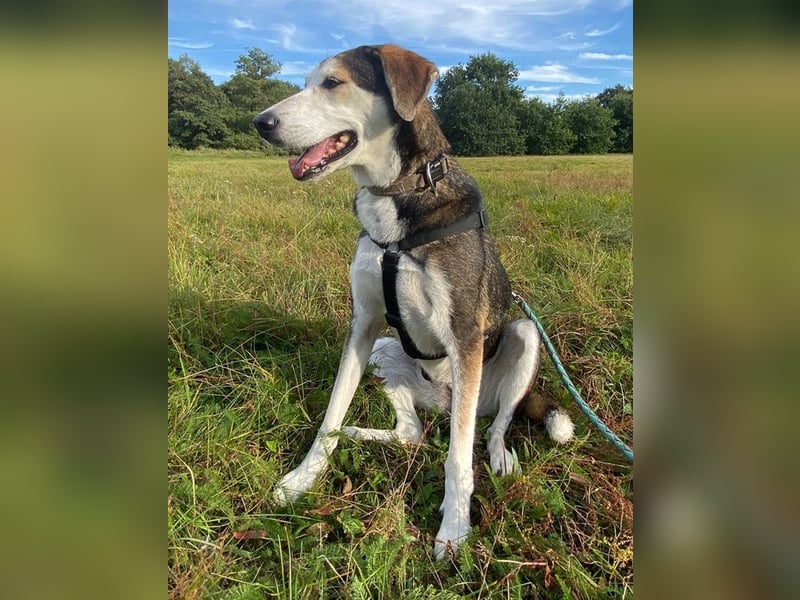 Portia, geb. ca. 06/2017, lebt auf einer Pflegestelle in 21220 Seevetal