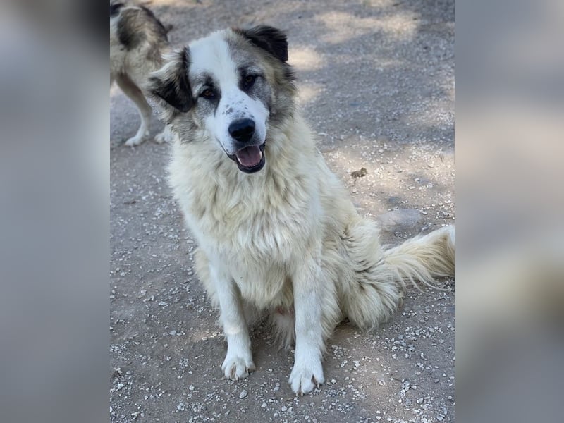 Wesley, geb. ca. 11/2022, lebt in GRIECHENLAND, im städt. Tierheim Serres