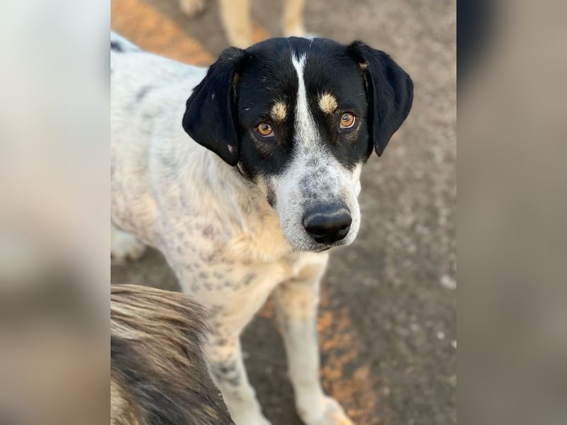 Benja, geb. ca. 05/2023, lebt in GRIECHENLAND, im städt. Tierheim Serres
