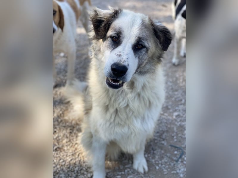 Wesley, geb. ca. 11/2022, lebt in GRIECHENLAND, im städt. Tierheim Serres