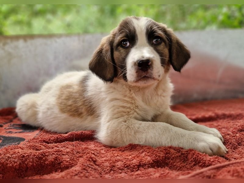 Willa, geb. ca. 01/2024, lebt in GRIECHENLAND, auf einer privaten Pflegestelle