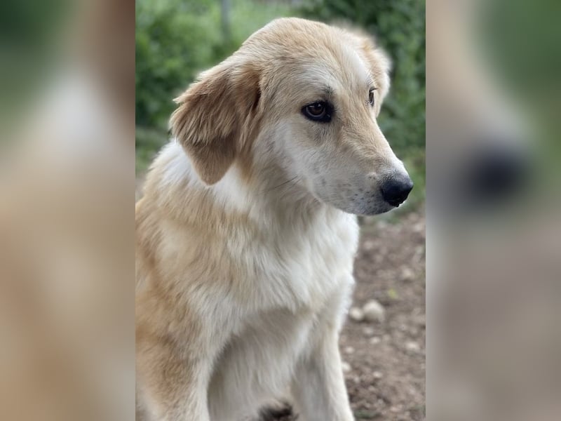 Giannis, geb. ca. 07/2022, lebt in GRIECHENLAND, im städt. Tierheim Serres