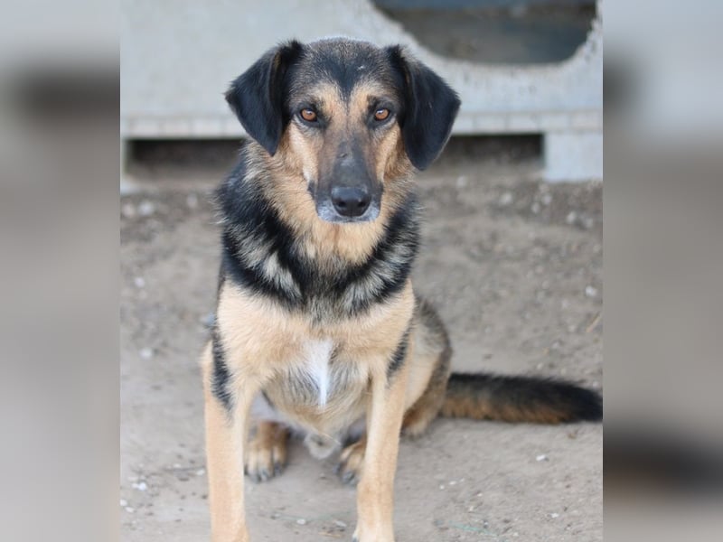 Kitaro, geb. 01/2019, lebt in GRIECHENLAND, im städt. Tierheim Serres