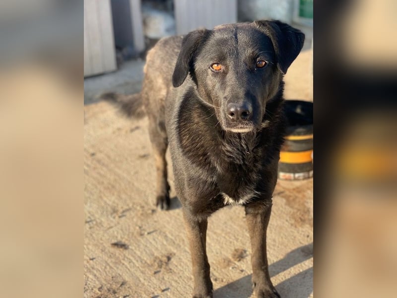 Gimpo, geb. ca. 03/2024, lebt in GRIECHENLAND, im städt. Tierheim Serres