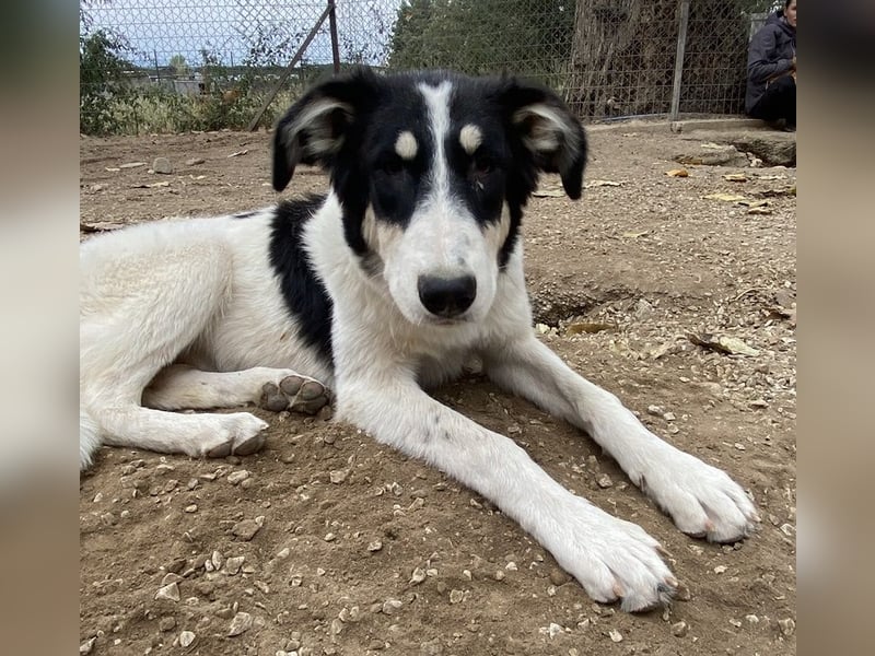 Vivia, geb. ca. 03/2023, lebt in GRIECHENLAND, im städt. Tierheim Serres