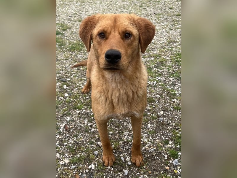 Valor, geb. ca. 05/2024, lebt in GRIECHENLAND, auf einem Gelände, wird notdürftig versorgt