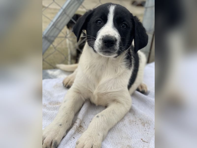 Fedra, geb. ca. 01/2024, lebt in GRIECHENLAND, im städt. Tierheim Serres