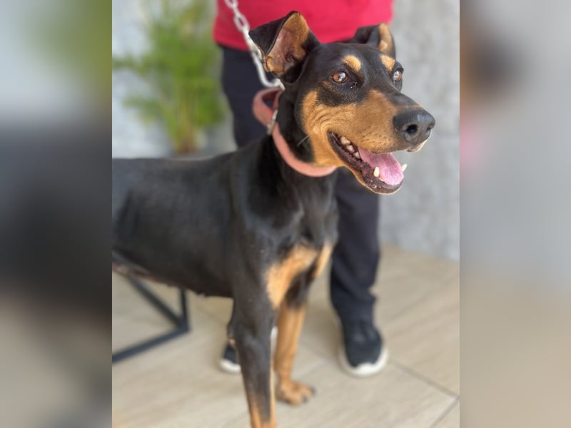 Rachel, geb. ca. 05/2020, lebt in GRIECHENLAND, auf einer privaten Pflegestelle