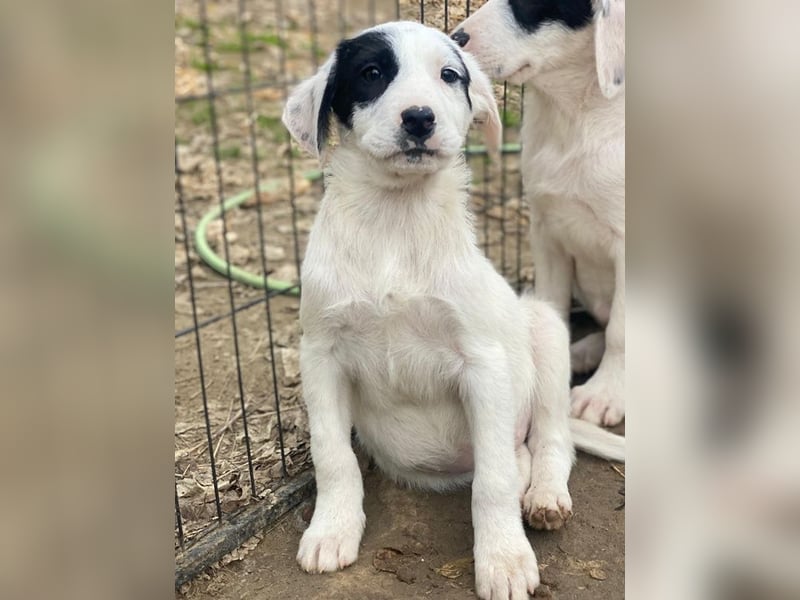 Chardonnay, geb. ca. 08/2025, lebt in GRIECHENLAND, auf einer privaten Pflegestelle