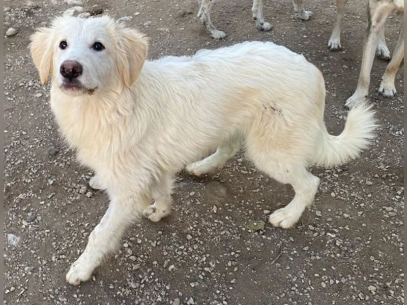 Bazo, geb. ca. 02/2025, lebt in GRIECHENLAND, auf einer privaten Pflegestelle