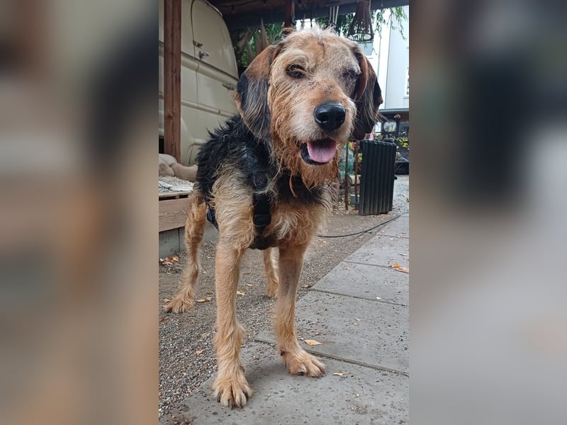 Yasko, geb. ca. 11/2022, lebt auf einer Pflegestelle in 44649 Herne