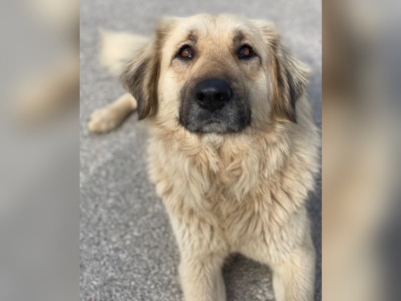 Hermine Granger, geb. ca. 12/2023, lebt in GRIECHENLAND, im städt. Tierheim Serres