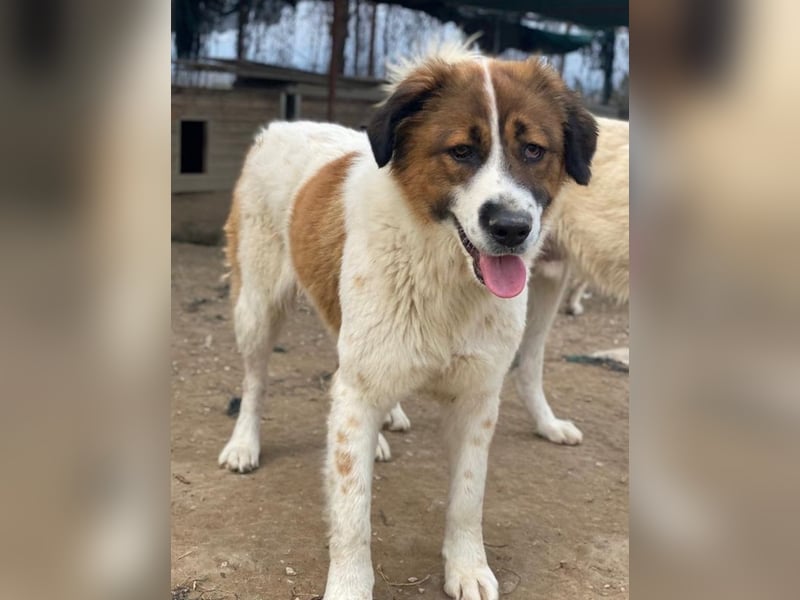 Fiva, geb. ca. 02/2024, lebt in GRIECHENLAND, im städt. Tierheim Serres