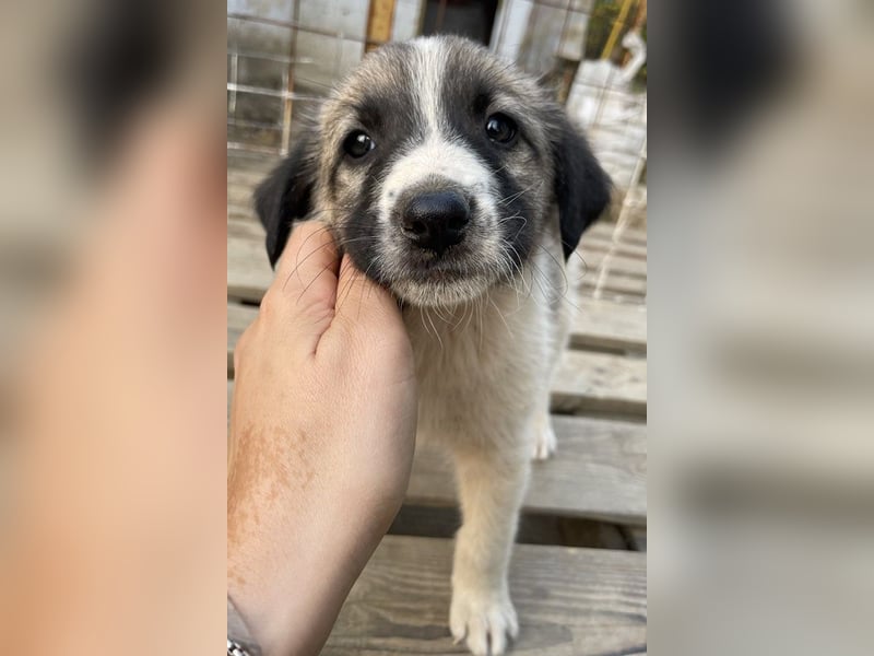 Grace, geb. ca. 08/2022, lebt in GRIECHENLAND, auf einer privaten Pflegestelle