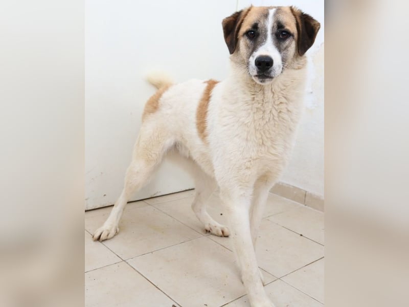 Taro, geb. ca. 08/2018, lebt in GRIECHENLAND, im städt. Tierheim Serres