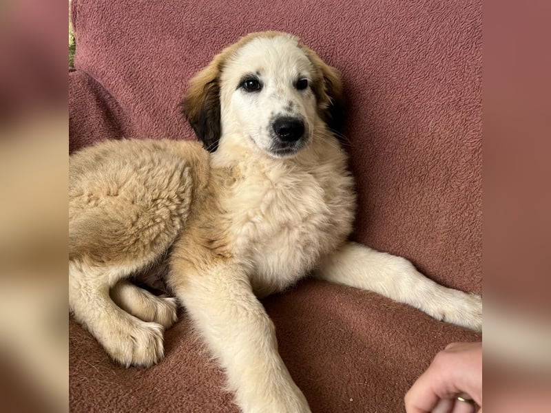 Bakis, geb. ca. 12/2024, lebt in GRIECHENLAND, auf einer privaten Pflegestelle