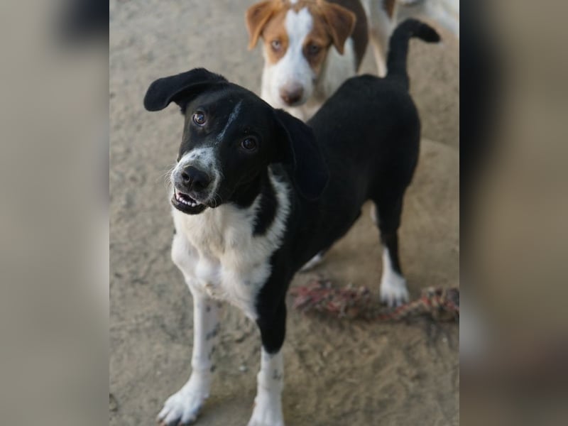 Piko, geb. ca. 01/2025, lebt in GRIECHENLAND, auf einer privaten Pflegestelle