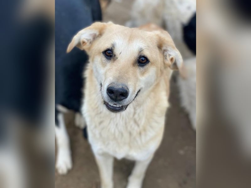 Myanmar, geb. ca. 01/2024, lebt in GRIECHENLAND, auf einer privaten Pflegestelle