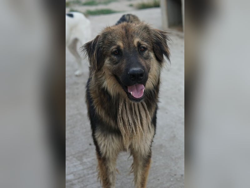 Felix, geb. ca. 03/2024, lebt in GRIECHENLAND, im städt. Tierheim Serres