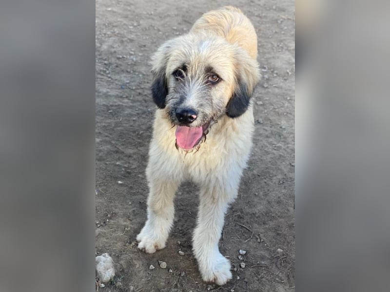 Taigo, geb. ca.09/2025, lebt in GRIECHENLAND, im städt. Tierheim Serres