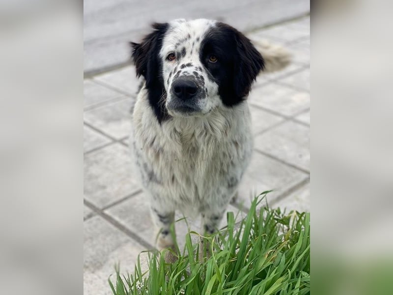 Blossom, geb. ca. 09/2024, lebt in GRIECHENLAND, beim städt. Tierheim Serres