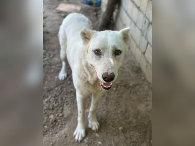 Zumi, geb. ca. 09/2025, lebt in GRIECHENLAND, im städt. Tierheim Serres