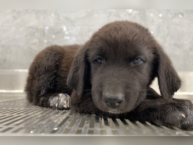 Tyrion, geb. ca. 05/2024, lebt in GRIECHENLAND, auf einer privaten Pflegestelle