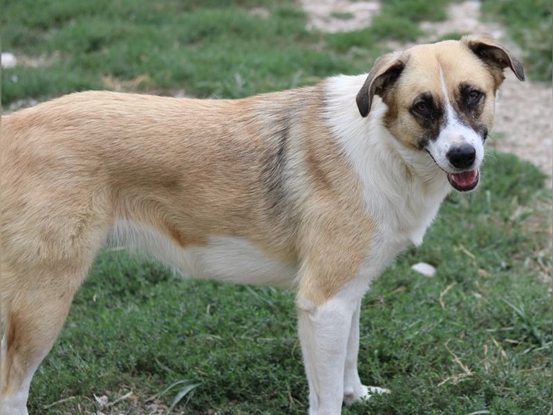 Jeanie, geb. ca. 05/2023, lebt in GRIECHENLAND, im städt. Tierheim Serres