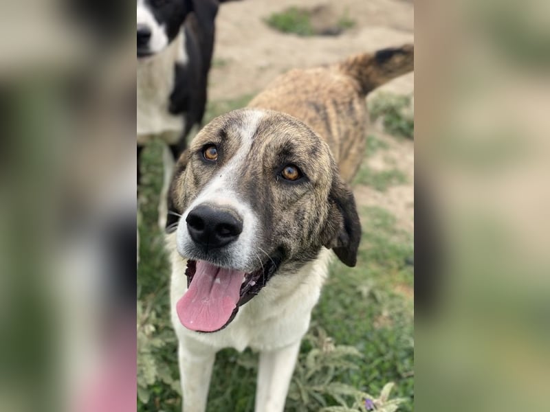 Indira, geb. ca. 01/2023, lebt in GRIECHENLAND, im städt. Tierheim Serres