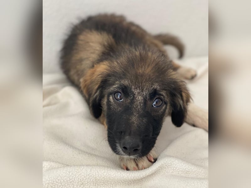 Moglito, geb. ca. 03/2025, lebt in GRIECHENLAND, im städt. Tierheim Serres