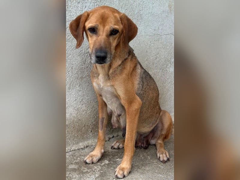 Angelina, geb. ca. 07/2022, lebt in GRIECHENLAND, im städt. Tierheim Serres