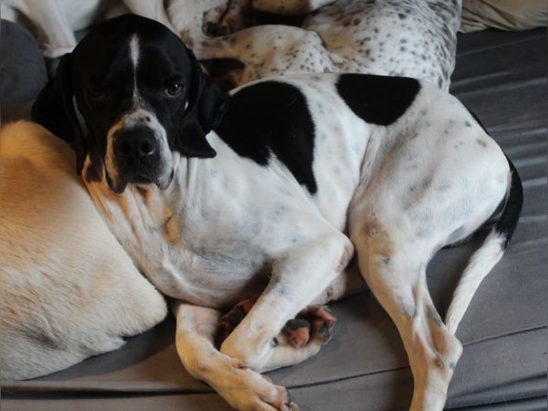 Attila, geb. ca. 08/2024, lebt auf einer Pflegestelle in 67735 Mehlbach