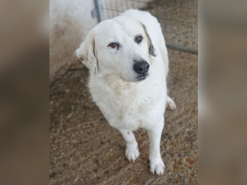 Bruna, geb. ca. 12/2020, lebt in GRIECHENLAND, im städt. Tierheim Serres