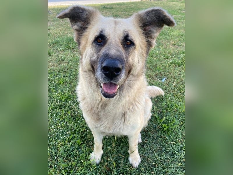 Pinja, geb. ca. 12/2021, lebt in GRIECHENLAND, auf einer privaten Pflegestelle