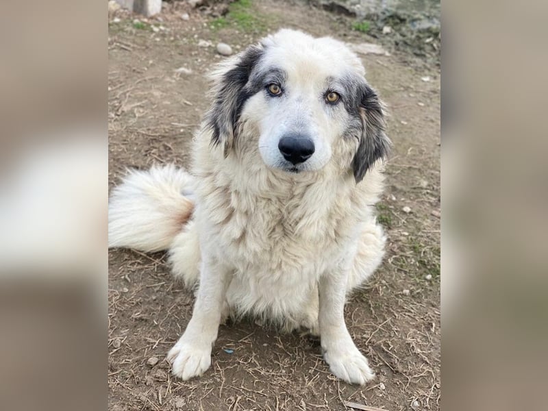 Günter, geb. ca. 09/2018, lebt in GRIECHENLAND, im städt. Tierheim Serres