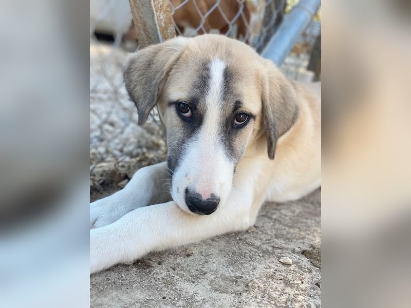 Manella, geb. ca. 04/2025, lebt in GRIECHENLAND, im städt. Tierheim Serres