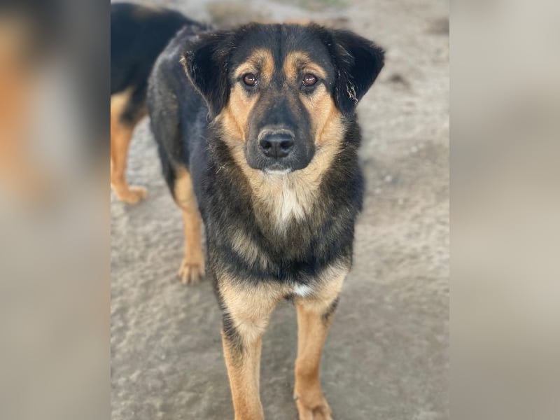 Glinda, geb. ca. 07/2025, lebt in GRIECHENLAND, im städt. Tierheim Serres