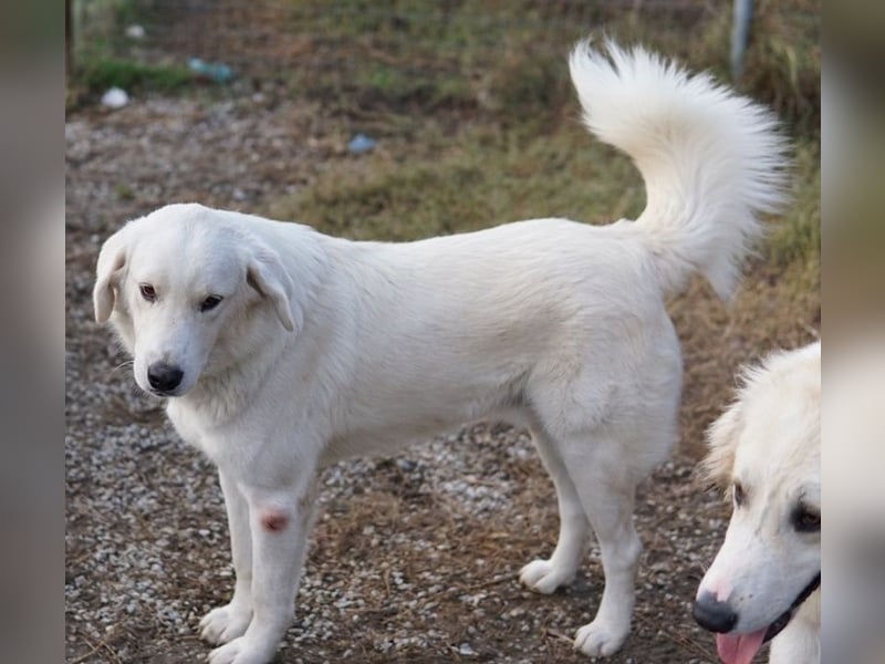 Idallo, geb. ca. 12/2020, lebt in GRIECHENLAND, im städt. Tierheim Serres