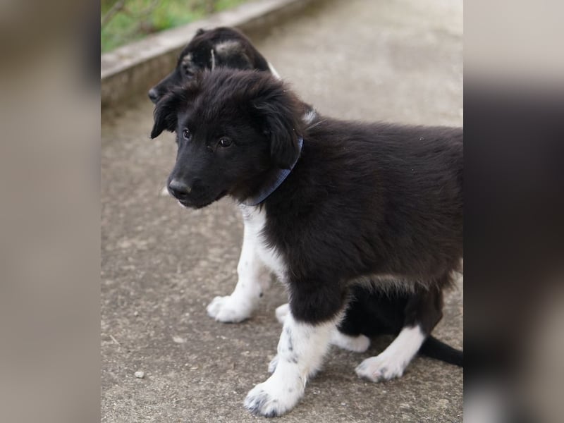 Baron, geb. ca. 12/2023, lebt in GRIECHENLAND, auf einem Gelände, Hunde werden notdürftig versorgt