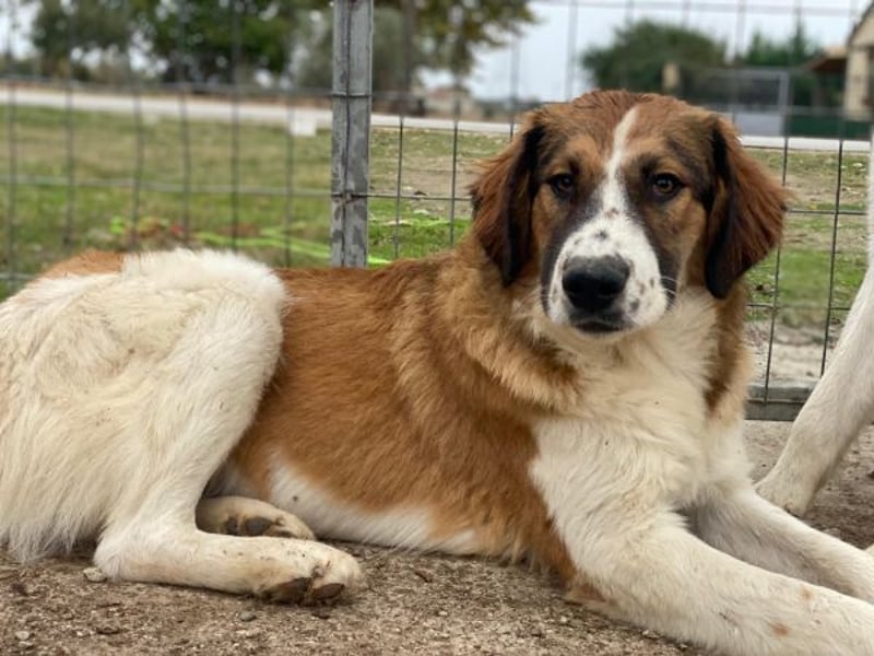 Barkley, geb. ca. 10/2024, lebt in GRIECHENLAND, auf einer privaten Pflegestelle
