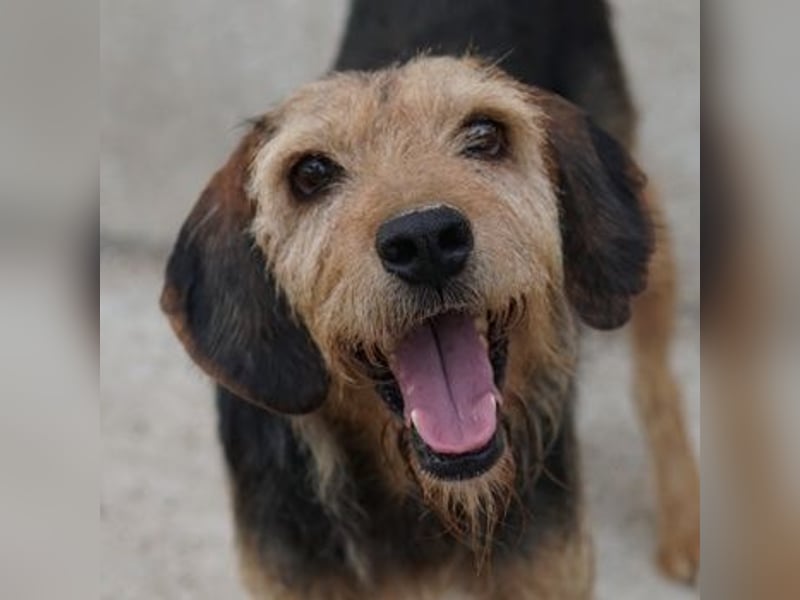 Yasko, geb. ca. 11/2022, lebt auf einer Pflegestelle in 44649 Herne