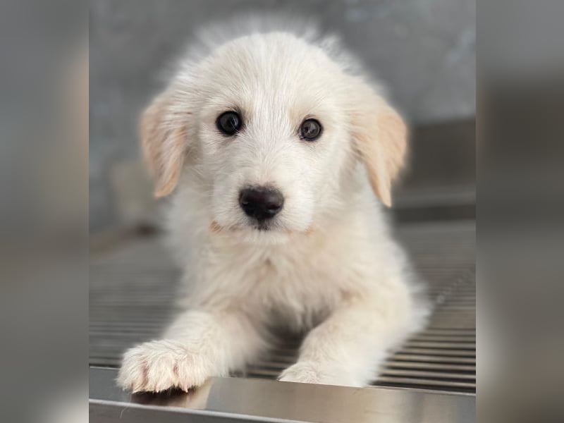 Zucker, geb. ca. 01/2026, lebt in GRIECHENLAND, auf einer privaten Pflegestelle