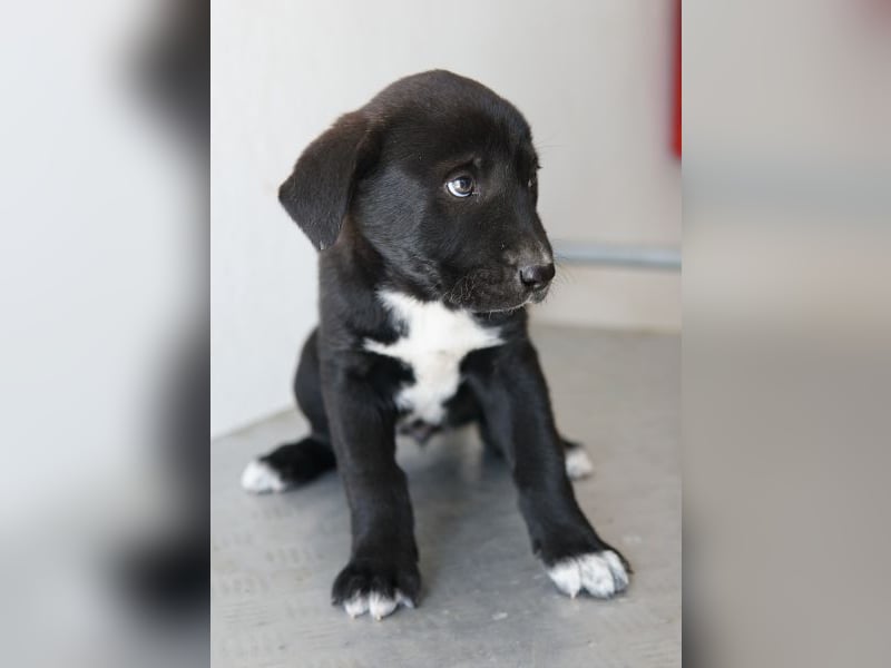 Jula, geb. ca. 12/2025, lebt in GRIECHENLAND, auf einer privaten Pflegestelle