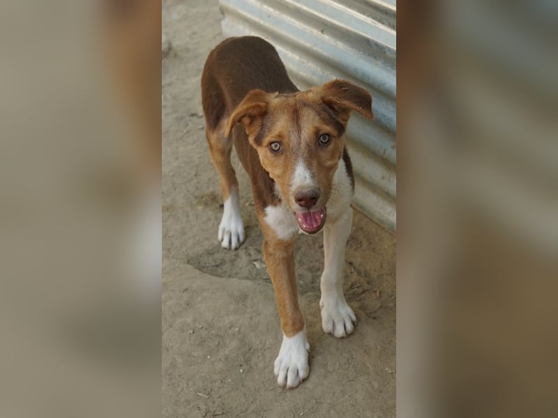 Hardo, geb. ca. 01/2025, lebt in GRIECHENLAND, auf einer privaten Pflegestelle