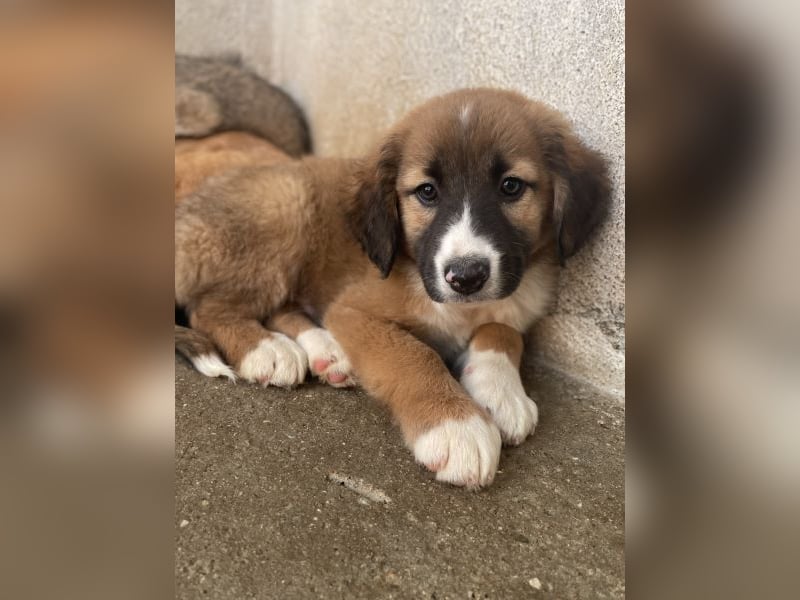 Mirok, geb. ca. 09/2025, lebt in GRIECHENLAND, im städt. Tierheim Serres