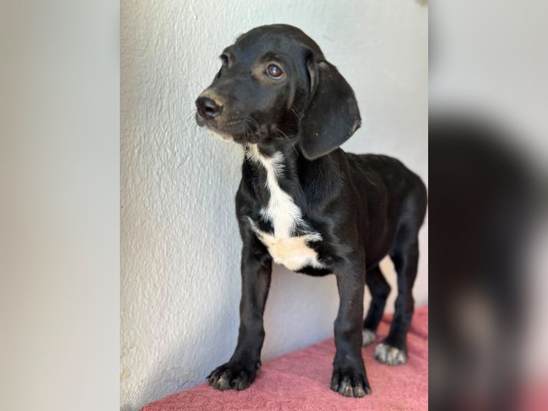 Smokey, geb. 08.06.2026, lebt in GRIECHENLAND, auf einer privaten Pflegestelle