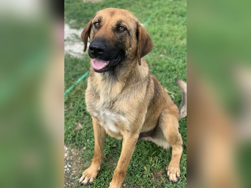 Xawi, geb. ca. 12/2019, lebt in GRIECHENLAND, im städt. Tierheim Serres