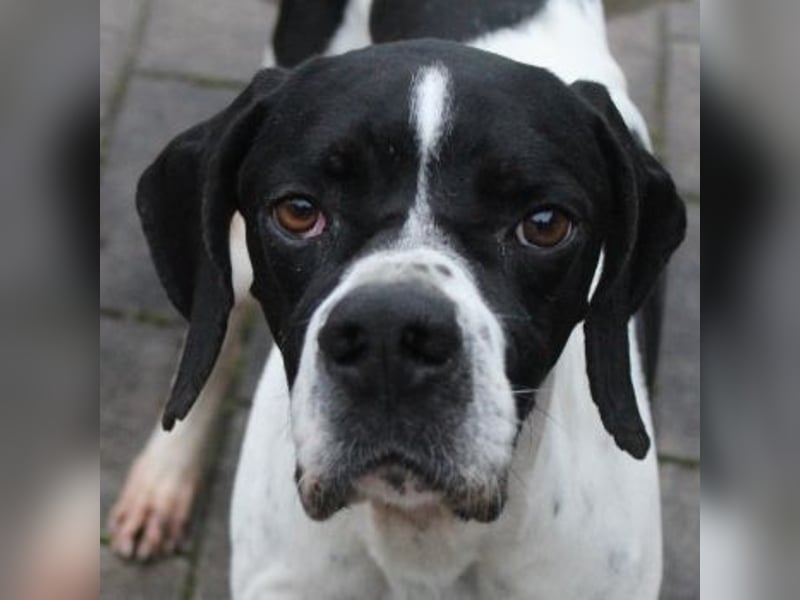 Attila, geb. ca. 08/2024, lebt auf einer Pflegestelle in 67735 Mehlbach